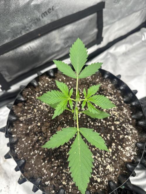 Frost banger. Week 2