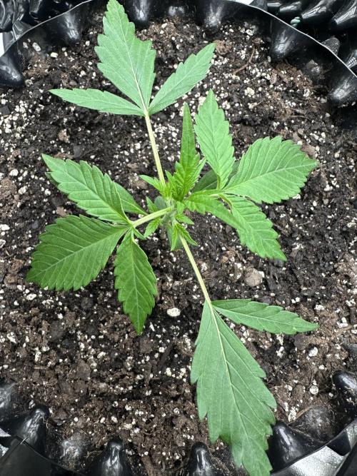 Frost banger. Week 2