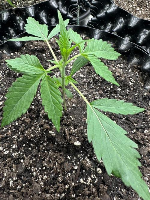 Frost banger. Week 2