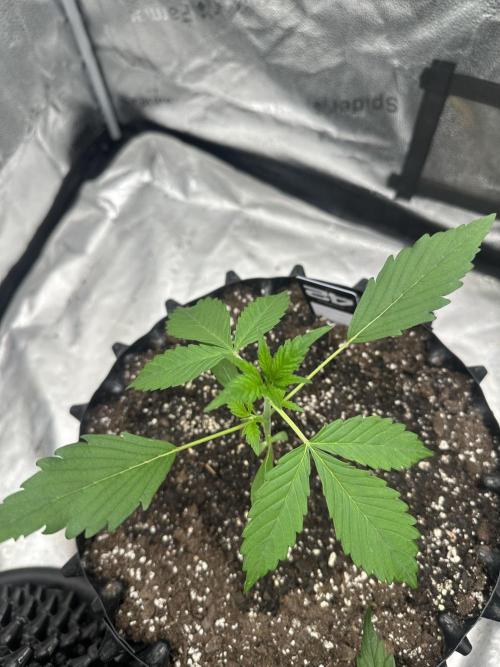 Frost banger. Week 2