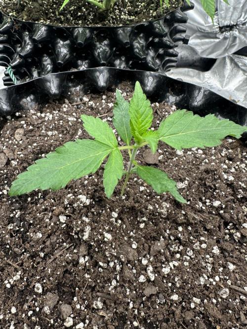 Frost banger. Week 2