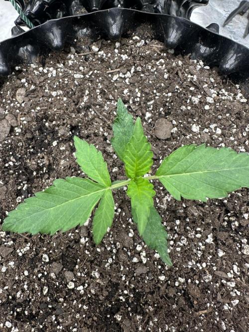 Frost banger. Week 2