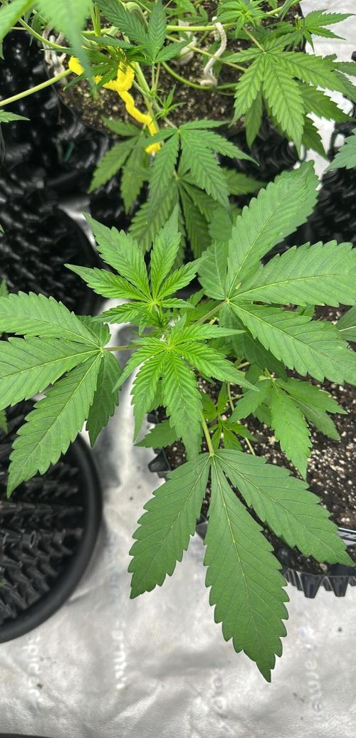 Frost banger. Week 3