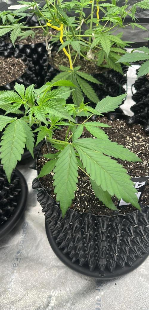 Frost banger. Week 3