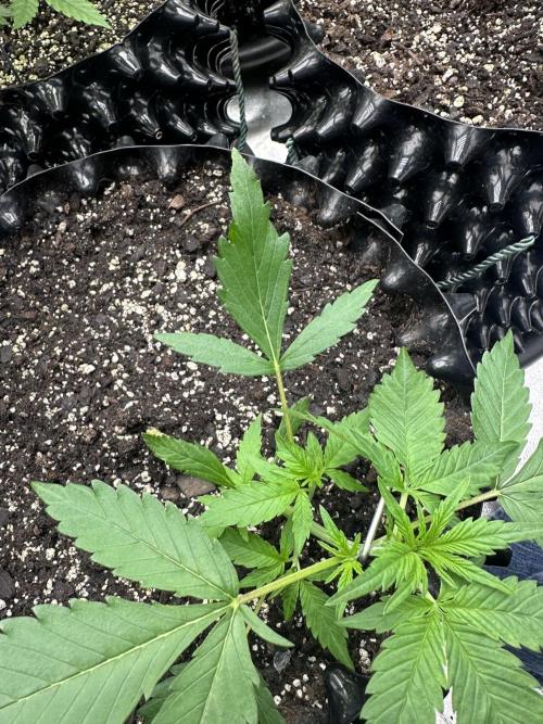 Frost banger. Week 3