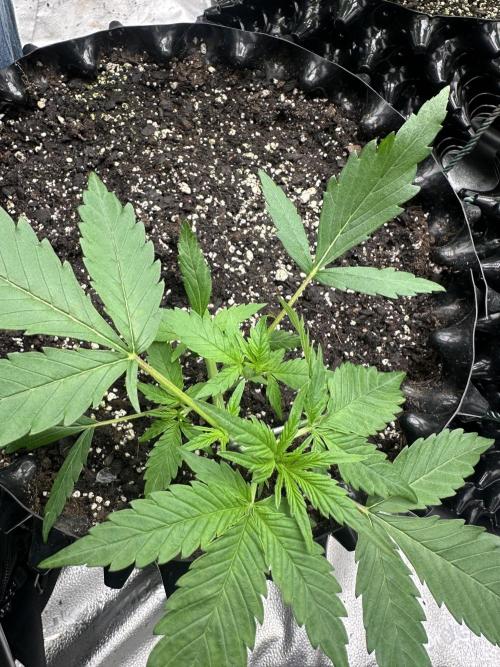 Frost banger. Week 3