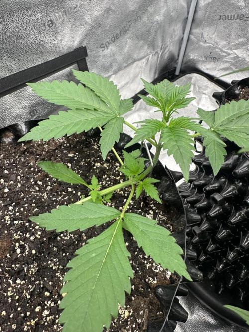 Frost banger. Week 3