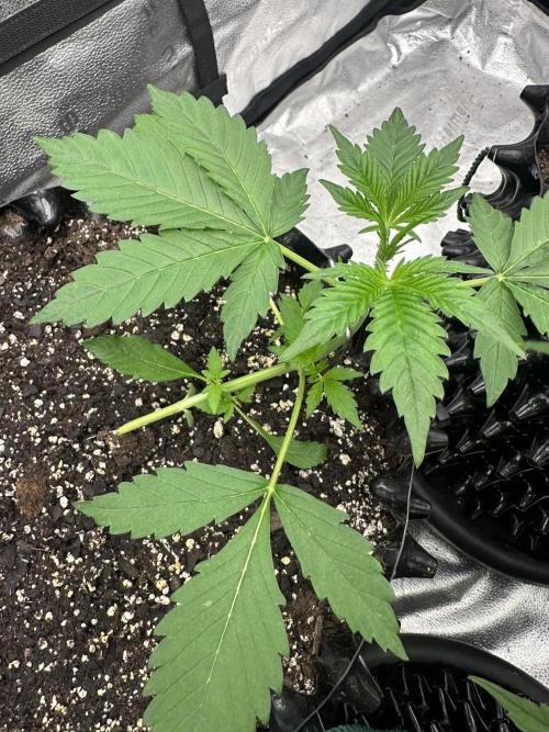 Frost banger. Week 3