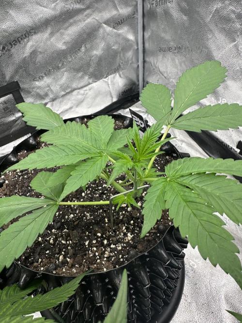 Frost banger. Week 3