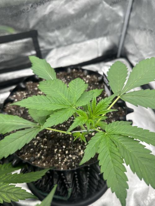 Frost banger. Week 3