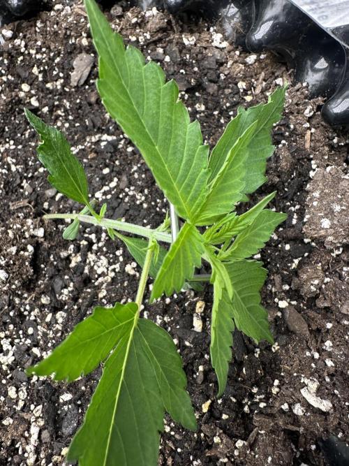 Frost banger. Week 3