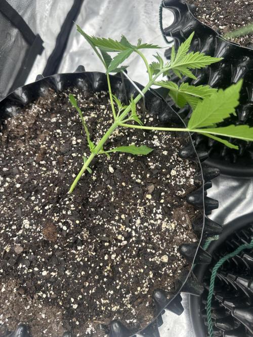 Frost banger. Week 3