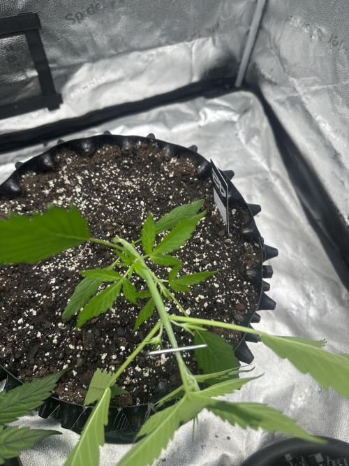 Frost banger. Week 3