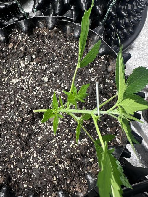 Frost banger. Week 3