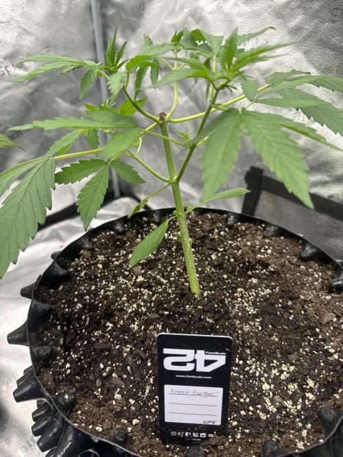 Frost banger. Week 3