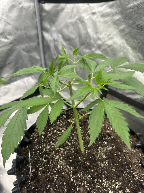 Frost banger. Week 3