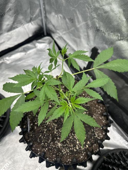 Frost banger. Week 3