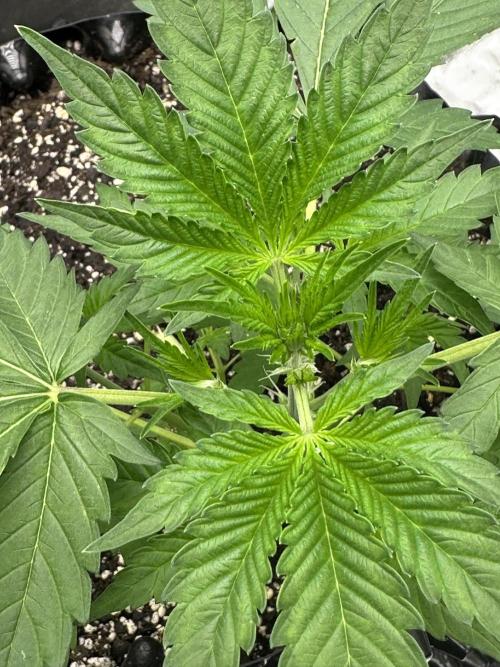 Frost banger. Week 3