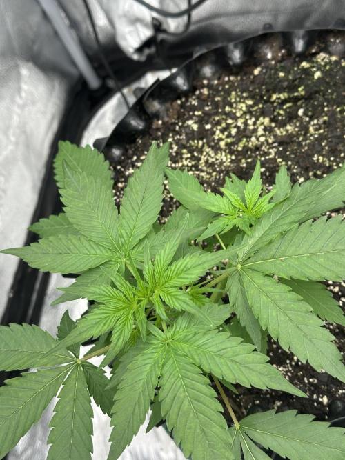 Frost banger. Week 3