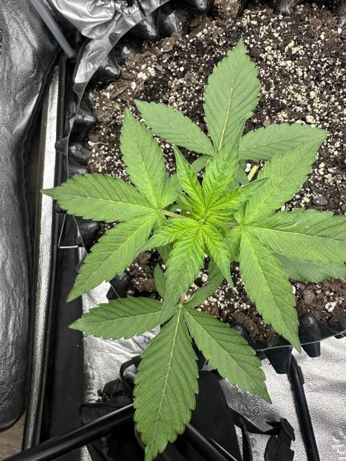 Frost banger. Week 3