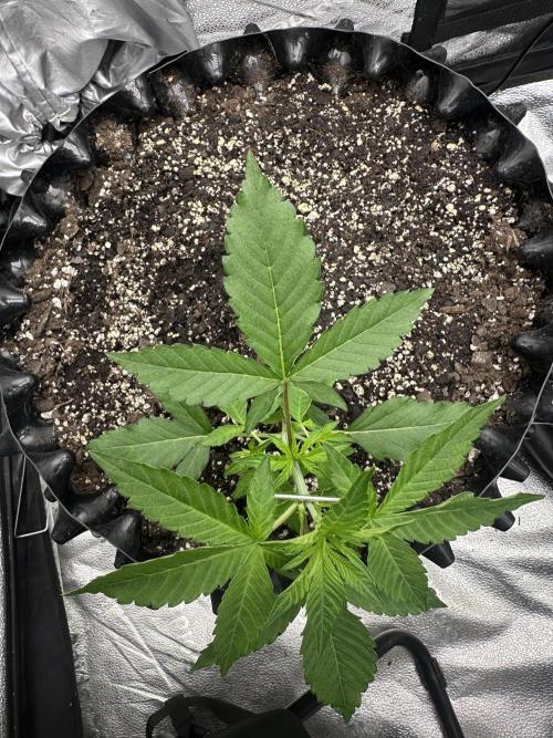 Frost banger. Week 3