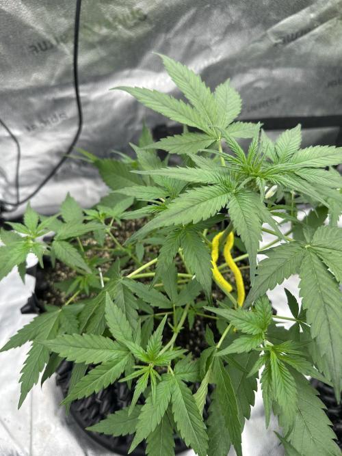 Frost banger. Week 4