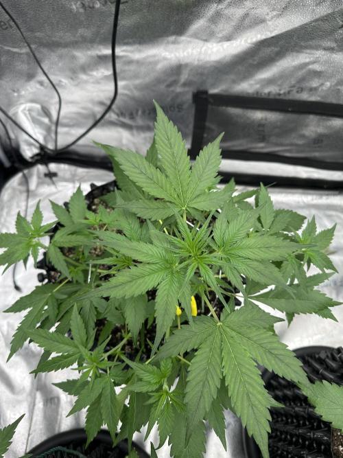 Frost banger. Week 4