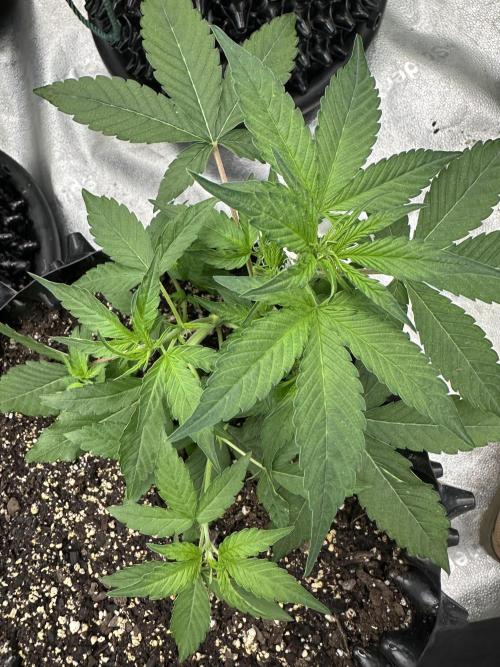 Frost banger. Week 4