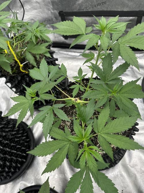 Frost banger. Week 4