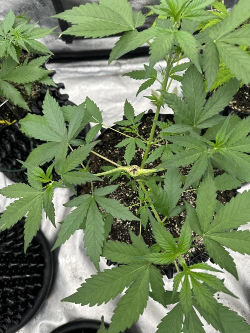 Frost banger. Week 4