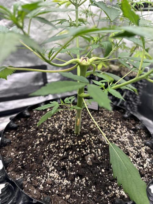 Frost banger. Week 4