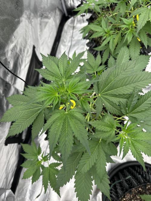 Frost banger. Week 4