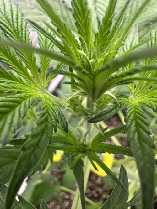 Frost banger. Week 4