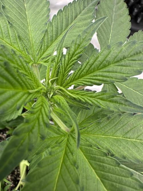 Frost banger. Week 4