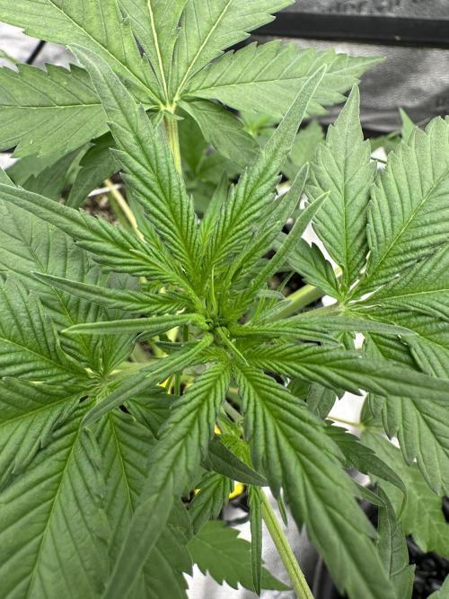 Frost banger. Week 4