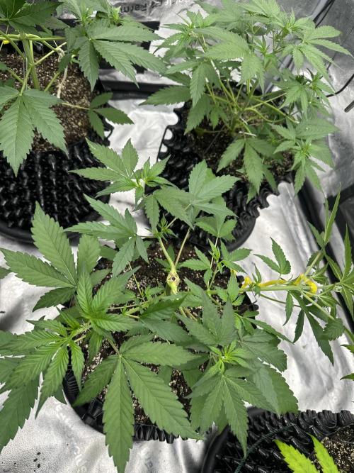 Frost banger. Week 4