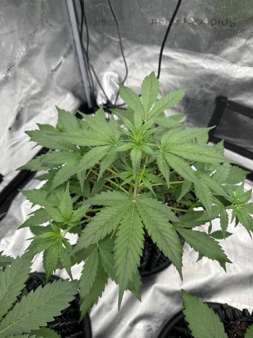 Frost banger. Week 4