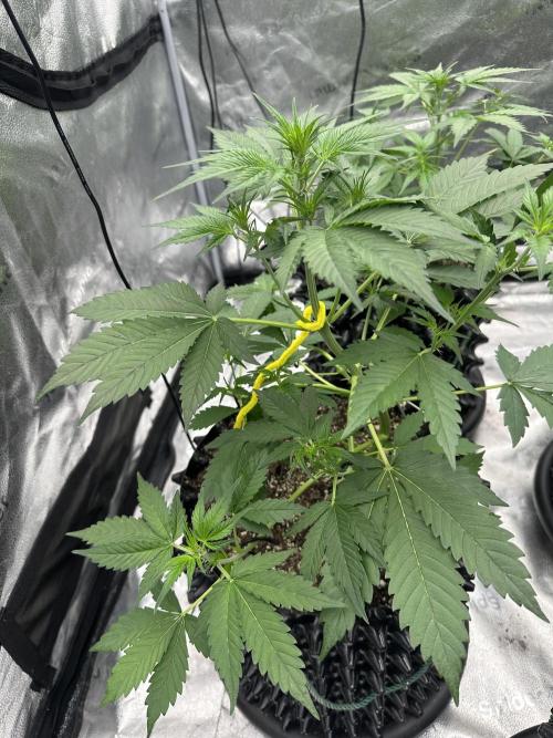 Frost banger. Week 4