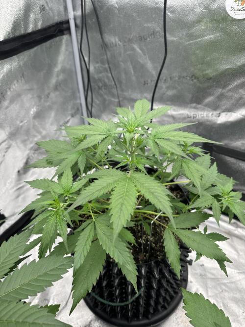 Frost banger. Week 4