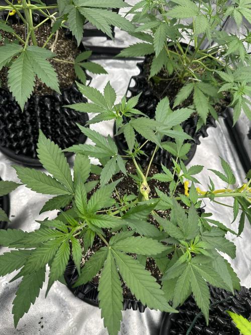 Frost banger. Week 4