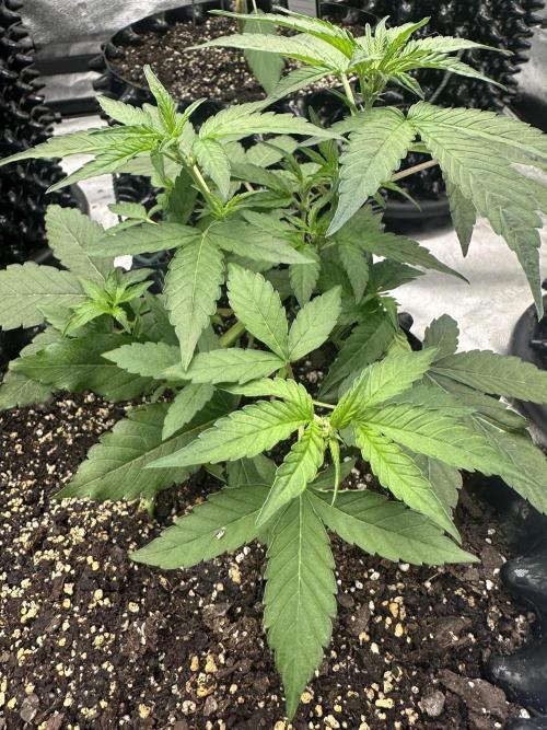 Frost banger. Week 4