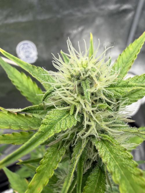 Frost banger. Week 7