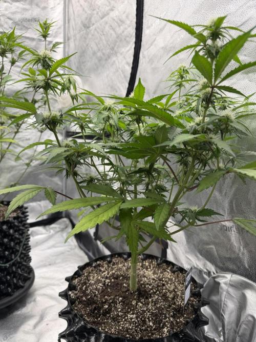 Frost banger. Week 7