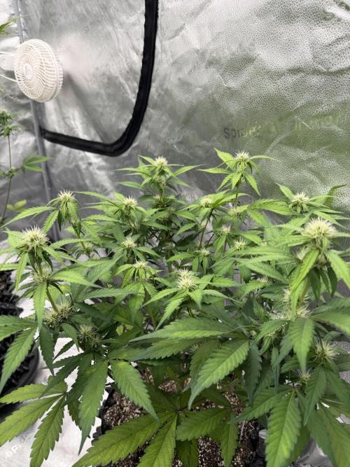 Frost banger. Week 7