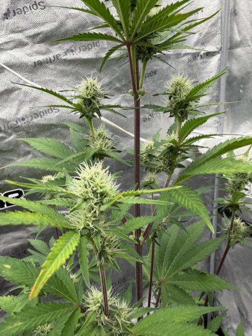 Frost banger. Week 7