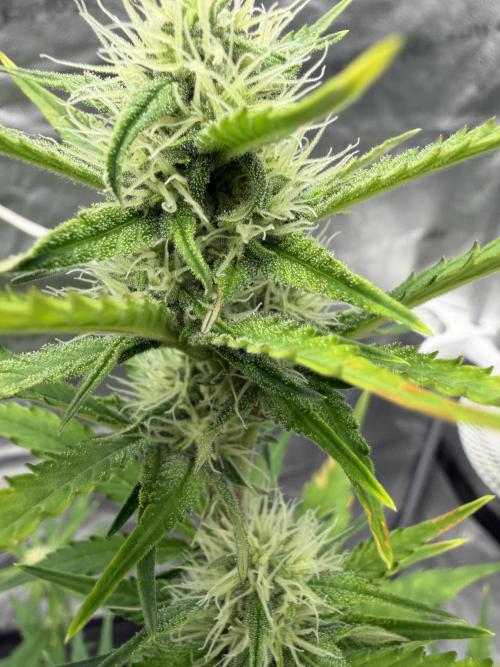 Frost banger. Week 7