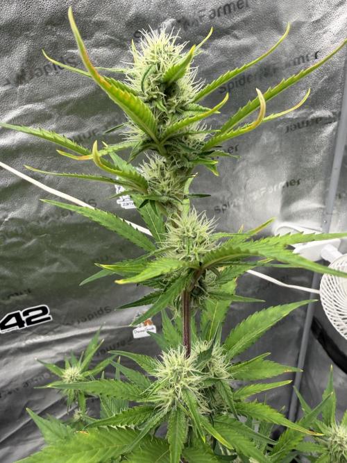 Frost banger. Week 7