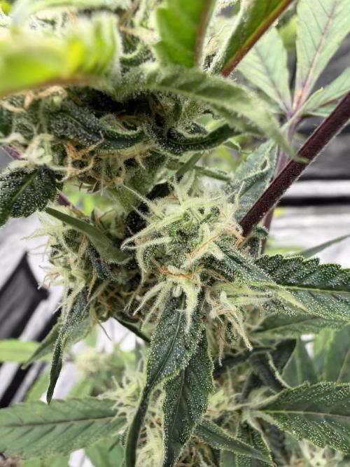 Frost banger. Week 8