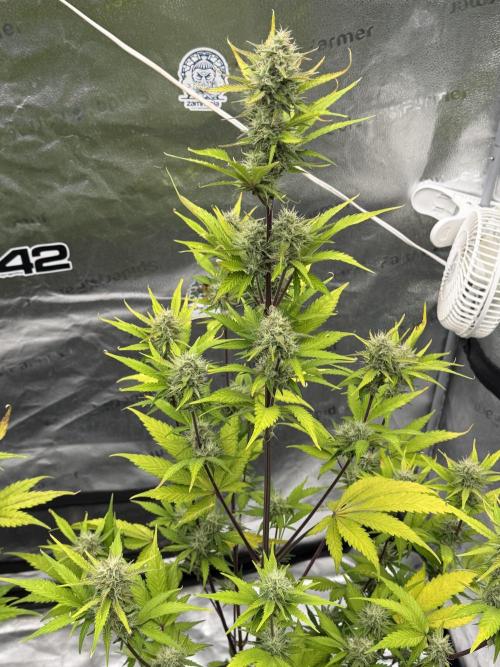 Frost banger. Week 8