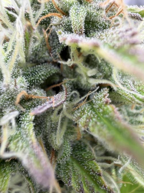 Frost banger. Week 8